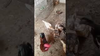 #pets #birds #shortvideo #shorts #mehrankmehman