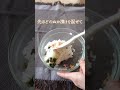 本日の朝ぬかvol16＊ぬか漬けおむすびであさごはん./Shiinuka