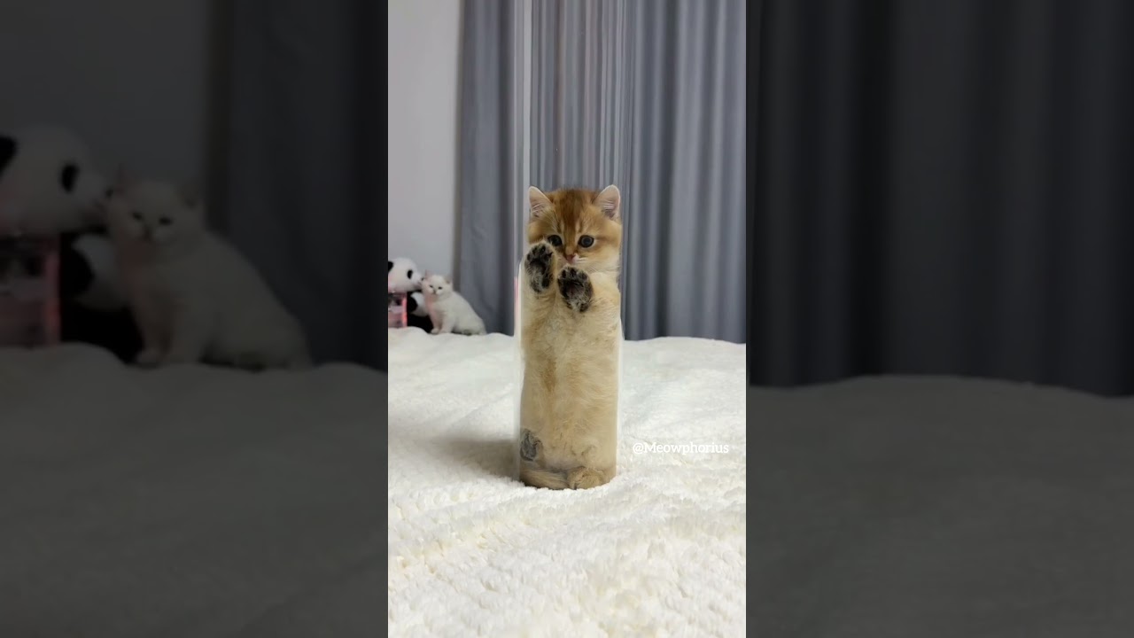 The kitten leaps toward you 💞😻 #cute #kitten #cat #meow