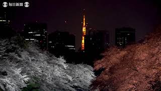 新元号発表前夜　千鳥ヶ淵の夜桜