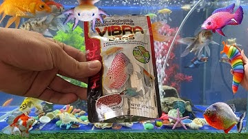 Tổng Hợp Video Động Vật Đầy Màu Sắc,Hoa,Cây,Cá Da Trơn,Cá Koi,Cá Cắt Kéo,Cá Cánh Buồm,Cá Lóc Bông