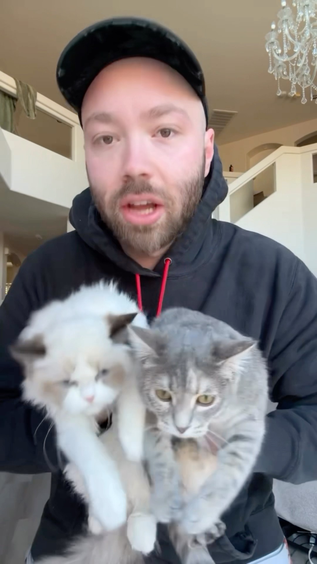 Mini comp with cats