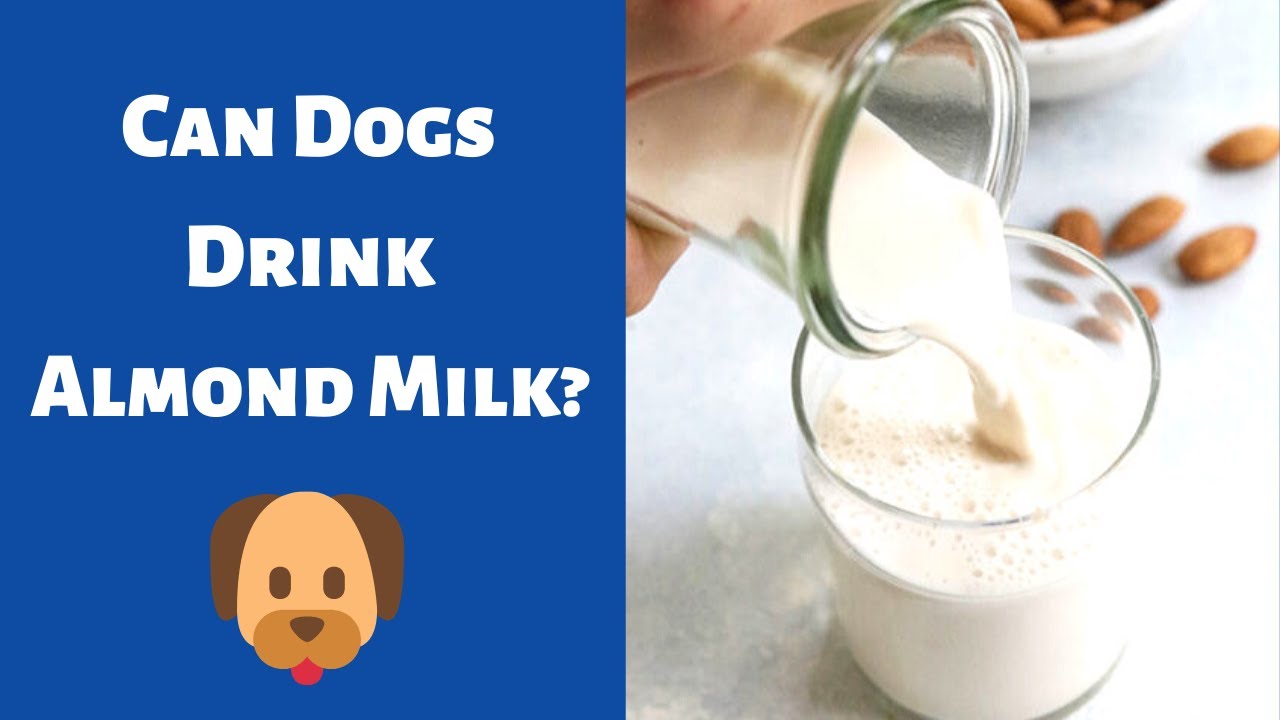 Can A Dog Drink Rice Milk?