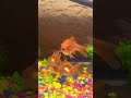 #aquarium #ocean #fishing #shortvideo #fishing #fish #goldfish #fishkeepers #foryou #youtubeshorts
