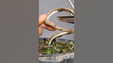 Forming a Snake-Like Stem