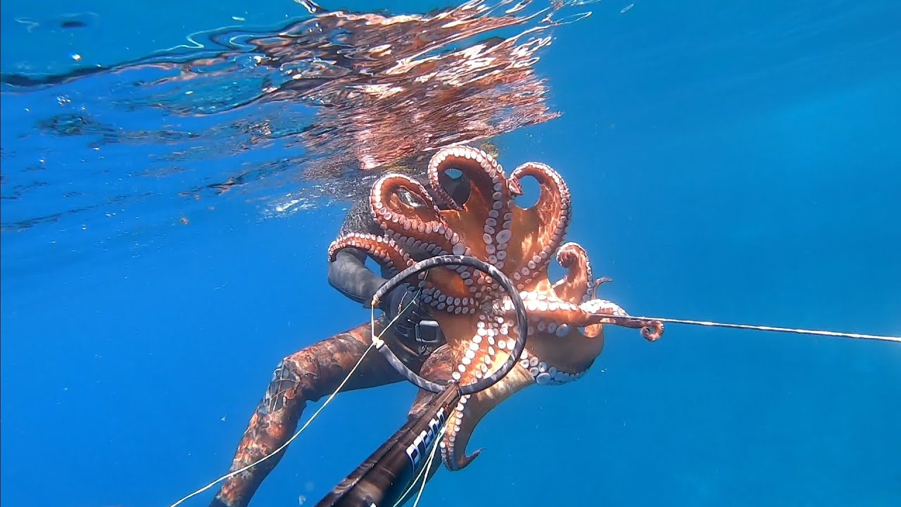 ΜΟΝΟ ΧΤΑΠΌΔΙΑ!!!  OMG!!! BIG OCTOPUS!!!  🦑 🐙 🦑
