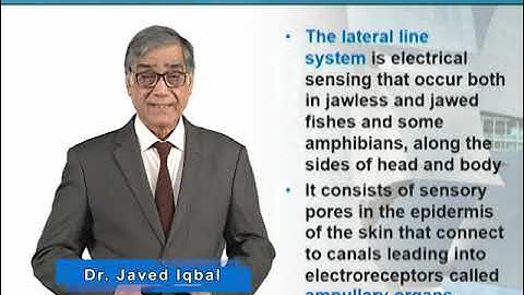 Lateral Line System and Electrical Sensing | Animal Form & Function 1 (Theory) | ZOO516T_Topic070