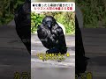 命を救ったら奇跡が起きた！？ カラスと人間の心温まる交流 #野生動物の救助 #恩返しの物語 #人と動物の友情 #冬の奇跡 #癒やしの瞬間