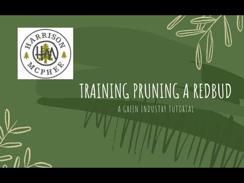 Video: Obrezovanje drevesa Redbud - Naučite se, kdaj in kako obrezati Redbud drevesa