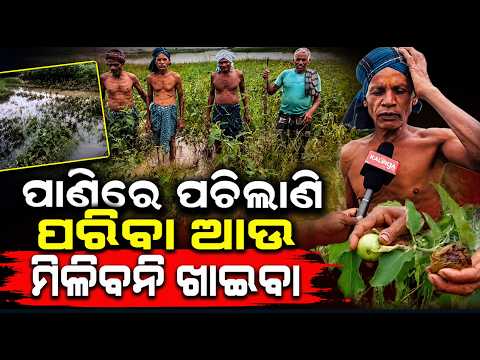 ବାଙ୍କୀରେ ବନ୍ୟା ମାଡ଼, ପାଣି ତଳେ ଶହ ଶହ ହେକ୍ଟର ଚାଷ ଜମି