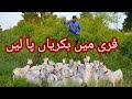 Worlds Biggest Goat Farming Without Any Cost | Barbari Farm Tips and Tricks Complete Documentary
