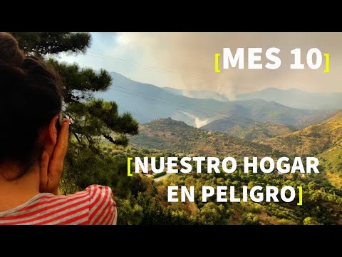 Video: Serie De Ataques Incendiarios Contra Los Gatos Callejeros De Filadelfia Reclama Refugio Al Aire Libre