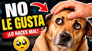 7 COSAS que tu PERRO ODIA y tú haces por AMOR 😢🐶