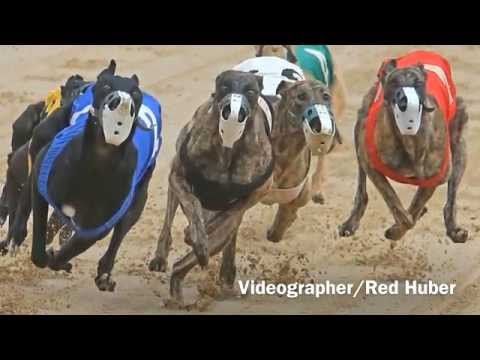 Video: Vad Florida Greyhound Racing Ban betyder för hundarna