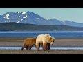 Grizzly Bear Hunts For Clams | Wild Alaska | BBC Earth