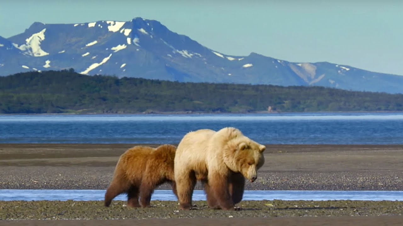 ⁣Grizzly Bear Hunts For Clams | Wild Alaska | BBC Earth