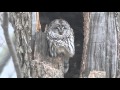 Barred Owl in Winter Storm
