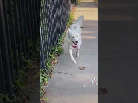 The Happy Dog on TikTok • Fenix PranceALot Lumiere