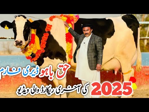 Haq Bahoo Dairy Farm | HF Cows | Top class Cows ever | Record of 2025