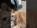 My kitty
