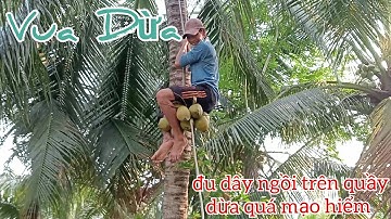 Vua Dừa Miền Tây// vua dừa leo cây dừa dâu trái quá sai đu dây theo ngồi quầy dừa quá mạo hiểm
