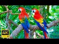 The world of birds in 4k ultra  relaxing music with nature sleep healing