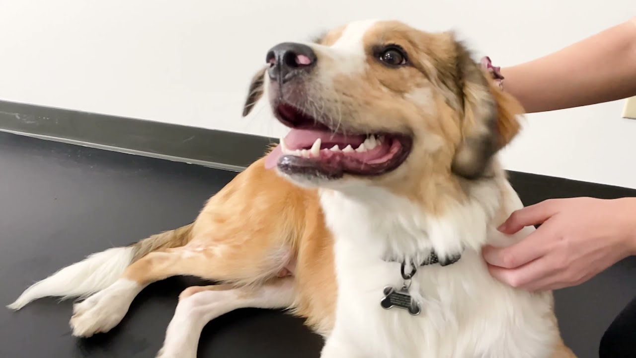 GFloor® for Pets Protective Floor Covering YouTube