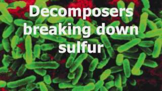 The Sulfur Cycle