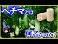 【ゆっくり解説】実は食べられる!?「ヘチマ」とは何者なのか?を解説/食べ物にもタワシにも化粧水にもなる不思議な植物