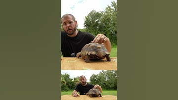 A tortoises spine is part of its shell.#tortoise #reptiles #turtle #animals #pets #shell #exoticpet