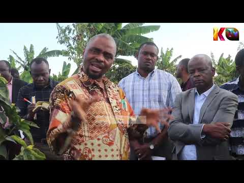 Video: Miti Ya Kahawa