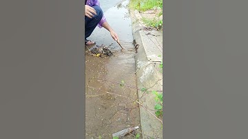 Unclogging Culvert Drain Water On Street Road #drain #unclog #remove #youtubeshorts