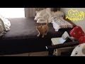 茶トラ子猫「ひろし」ただいまー！留守番ちゃんと出来たかな？ Funny cat video: Home sweet home