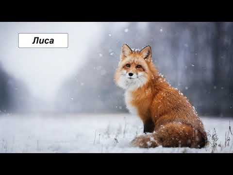 Б. Сергеев "Лиса" (Из книги "Энциклопедия для детей. Биология")