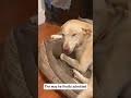 This your dog knows they did something wrong #funnyvideo #husky #funnytiktoks #dogsoftiktok #foryou