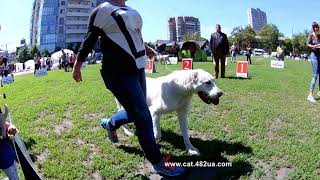 2  Выставка собак, Харьков, Стадион Пионер, май 2019, КСУ