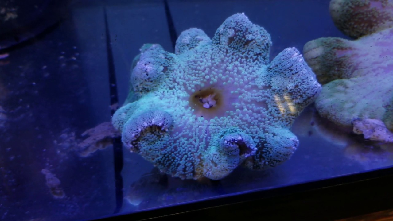 Blue Carpet Anemone Carpet Vidalondon