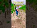 Plants Trimer #viral #trending #shorts