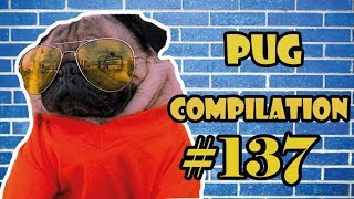 Pug Compilation 137 - Funny Dogs but only Pug Videos | Instapug by pugscompilation1 88,304 views 5 years ago 40 minutes