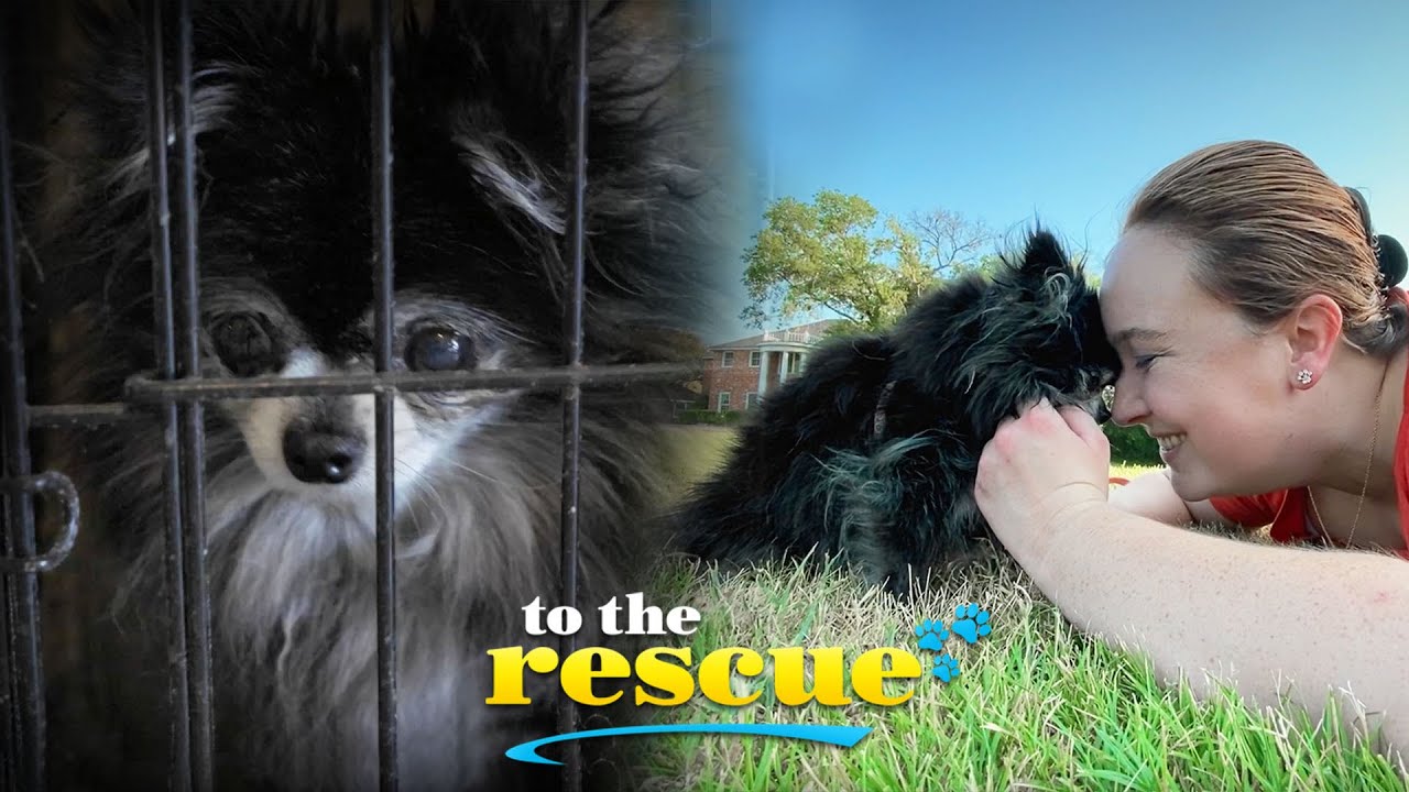 Mom dog rescued from puppy mill heals with love 