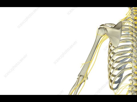 Nerves of upper Limb - YouTube