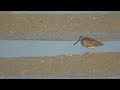 Long-billed Dowitcher Limnodromus scolopaceus - first record for Poland