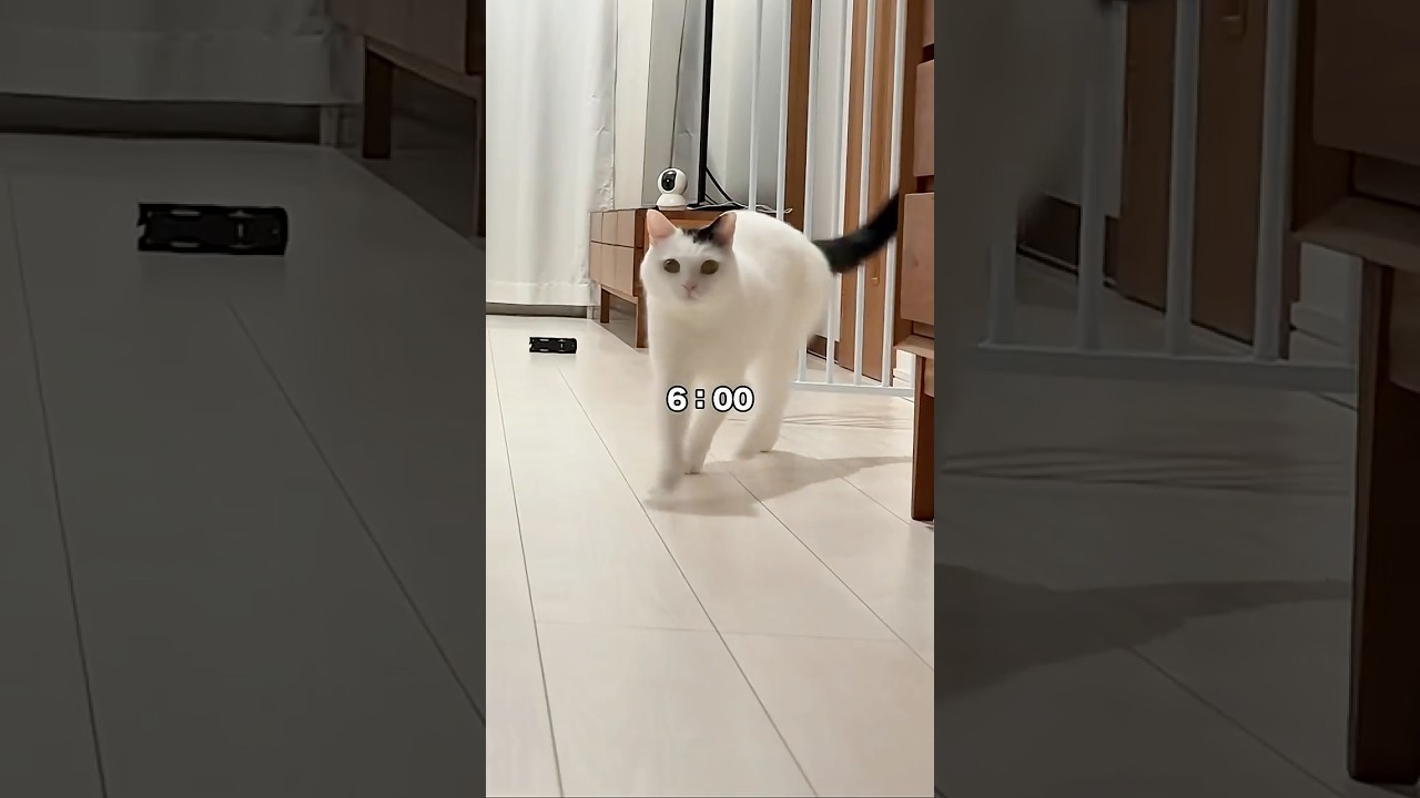 A Cat's Mornings Are Busy - YouTube