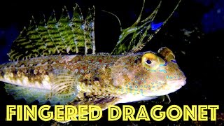 Incredible Fish Footage HD: Fingered Dragonet on a Wreck in Phuket, Thailand