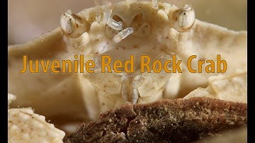 Juvenile Red Rock Crab