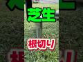 【5月】芝生の根切りと目土入れ全工程