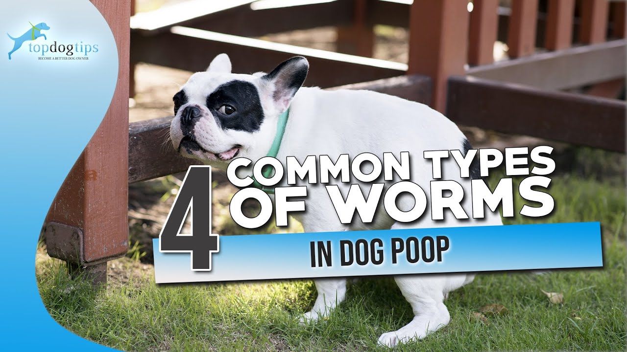what do you do if you find worms in your dogs poop