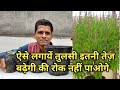 जल्दी बढ़ेगी तुलसी ऐसे लगायें |  तुलसी / Tulsi लगाने का आसान तरीका  Easy Basil Planting method