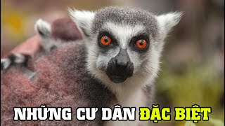 ⁣Những Cư Dân Đặc Biệt Của MADAGASCAR | Khám Phá Thế Giới Động Vật Hoang Dã