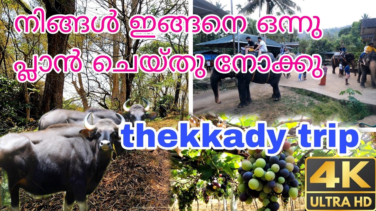 ഈ അവധിക്കാലം തേക്കടിയിൽ ഇങ്ങനെ ഒന്നു plan ചെയ്തു നോക്കൂ | thekkady |kumaly |vaccation destination